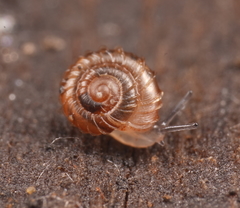 Paralaoma mucoides