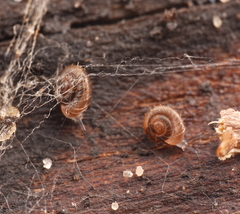 Paralaoma mucoides
