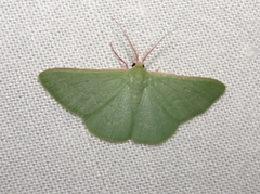 Chlorocoma paraphylla
