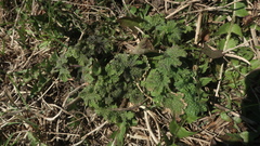 Leonurus quinquelobatus