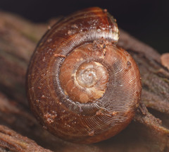 Tasmaphena sinclairi