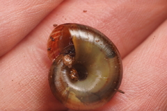 Tasmaphena sinclairi