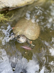 Trachemys terrapen
