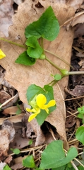Viola eriocarpa