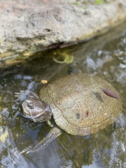 Trachemys terrapen