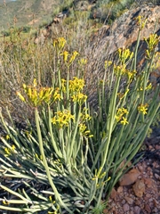 Senecio junceus