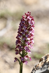 Orchis purpurea