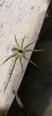 Dolomedes horishanus