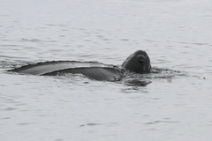 Dermochelys coriacea