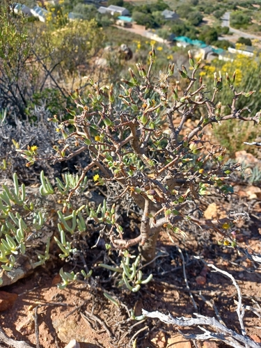 Othonna arbuscula