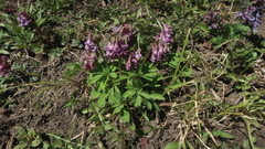 Corydalis solida