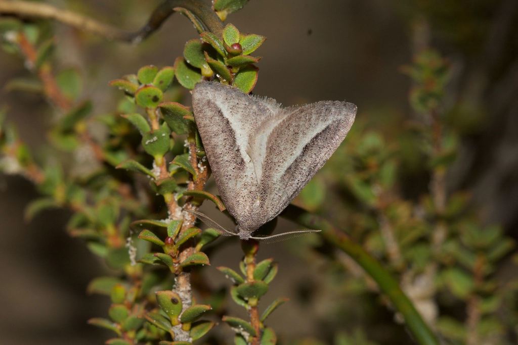 Crescent Cape Moth