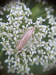 Crambus lathoniellus
