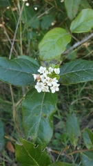 Viburnum tinus