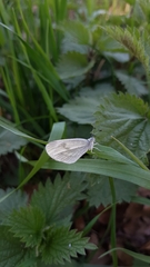 Dismorphiinae