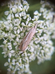 Crambus lathoniellus