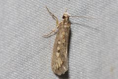 Pachybela maculisarca