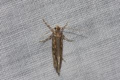 Pachybela maculisarca