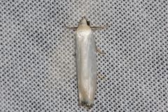 Scieropepla polyxesta