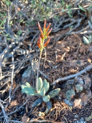 Adromischus filicaulis