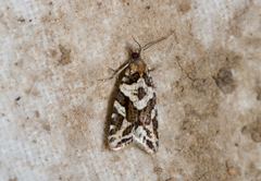 Constrictana notograpta