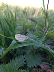 Dismorphiinae