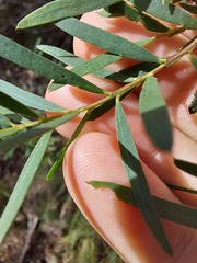 Acacia hamiltoniana