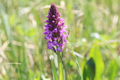 Dactylorhiza elata