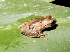 Raorchestes anili