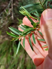 Acacia hamiltoniana