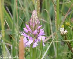 Dactylorhiza elata