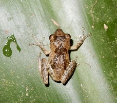 Raorchestes anili