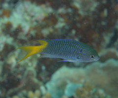 Neopomacentrus azysron