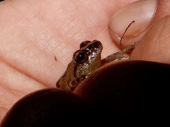 Raorchestes anili