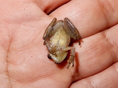 Raorchestes anili