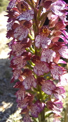 Orchis purpurea image