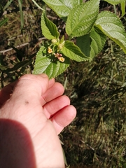 Lantana camara