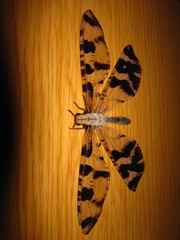 Lachlathetes moestus