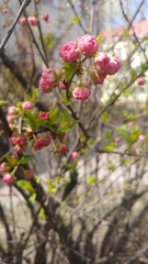 Prunus triloba