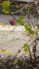 Prunus triloba