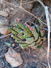 Tulista pumila