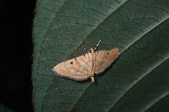 Notarcha