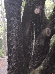 Biscogniauxia atropunctata