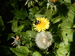 Andrena cineraria