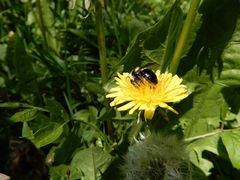 Andrena cineraria
