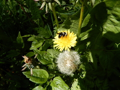 Andrena cineraria