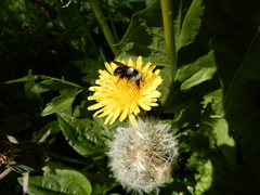 Andrena cineraria