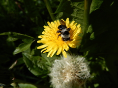 Andrena cineraria