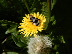 Andrena cineraria