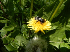 Andrena cineraria